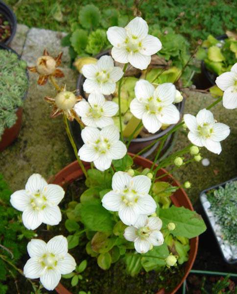 Parnassia palustris photo